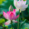 漂泊