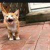 丑橘🐱🐱🐱