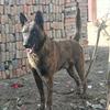 荷兰牧羊犬（骁狼犬舍）
