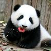 我爱大熊猫