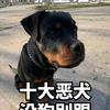 王涛是猛犬（铲屎官：小徐）