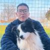 摩登时代犬舍-老王养边牧