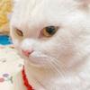 万事顺猫🐱