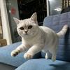 我家有猫叫肥肥