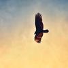 LonelyEagle