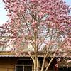 田老师