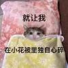 TK精彩视频每日更新版《求关注》