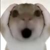 A s h
