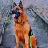 唐县，邵杰训犬