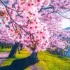 芙蓉花开