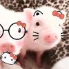 猪猪猪