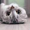 阿丽的猫meme