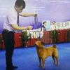 九州唐狗