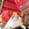 Celestekue🐱宠物拼豆
