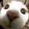 猫猫爱玩抖音小游戏