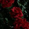 花花花化