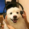 阿乔本乔