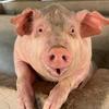庄家养肥的猪