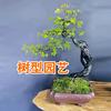 树型园盆景造型知识分享