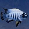 音速🐟鲷人