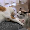 金橙武🐱Gold元宝