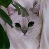 Leemon