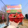 贵龙草莓🍓采摘