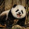 三妹（健康快乐）