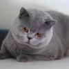 蓝猫爱果茶
