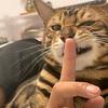 CF豹料猫