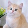 铲屎官养猫好物严选