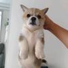 小馒头