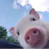 🔥咕噜猪🐷⁶⁸¹