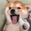 万国觉醒懒狗