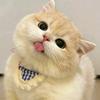 毛豆🐱