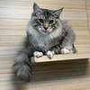 狗得猫昵宠物店