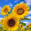 向日葵🌻