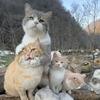 猫猫爱吃鱼
