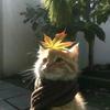 恋哥癖