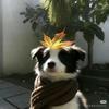 aud