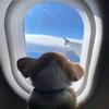 土狗。