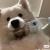 变态玉米粒
