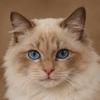 我的小懒猫