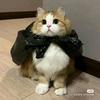 猫猫侠^O^