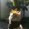 槿怀汐