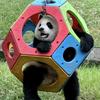 Panda守护者~