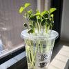 杯里森林🌱