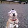 得劲动漫