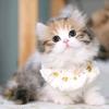 小猫奶糕