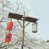 世界青年